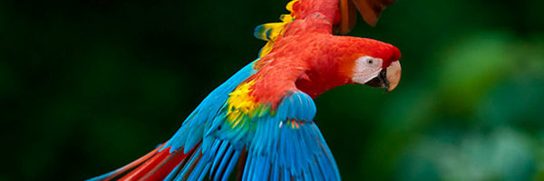 Papuga Profile Banner