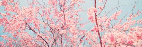 taismansur Profile Banner