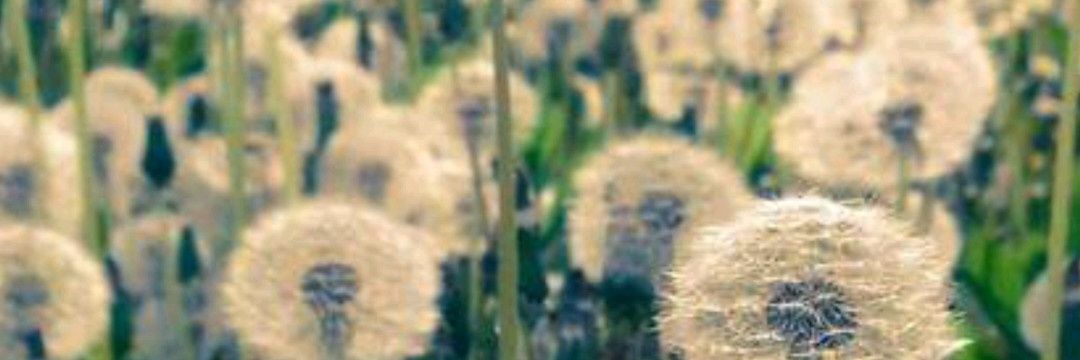 silviamo13's profile banner image
