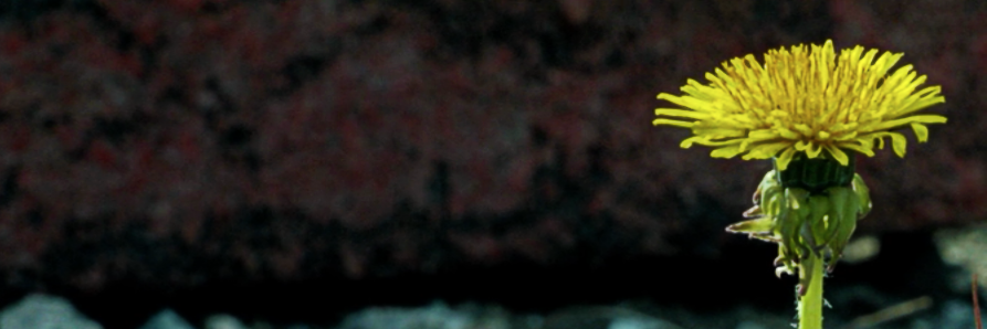 amanuel's profile banner image