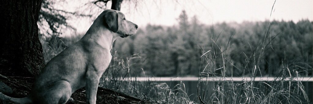 Will banner