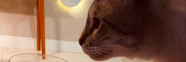 alepelisson's profile banner image
