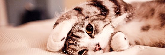 kren_p15's profile banner image