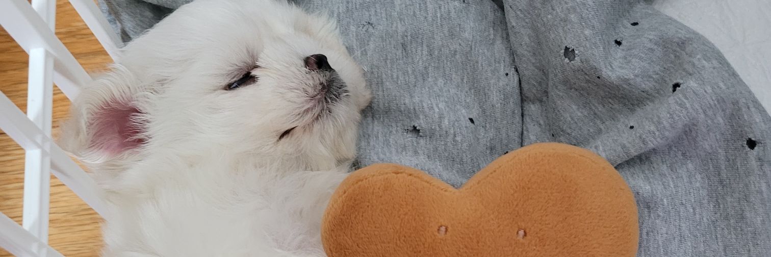 chisu15's profile banner image