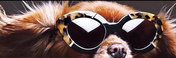 chandler_thomas's profile banner image
