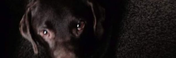 muddlinleigh Profile Banner