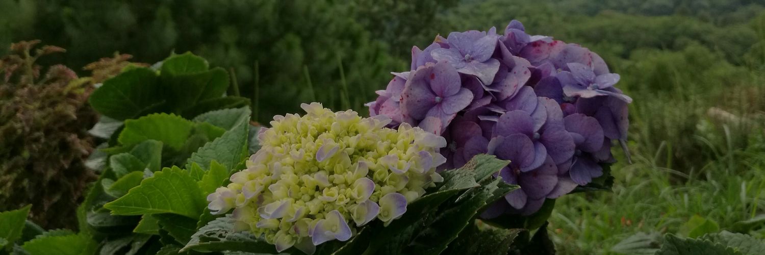Vicalemana's profile banner image