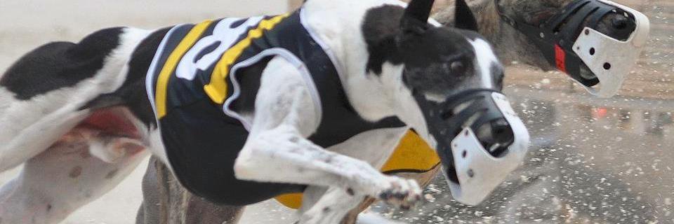 NGA Greyhound Assoc banner