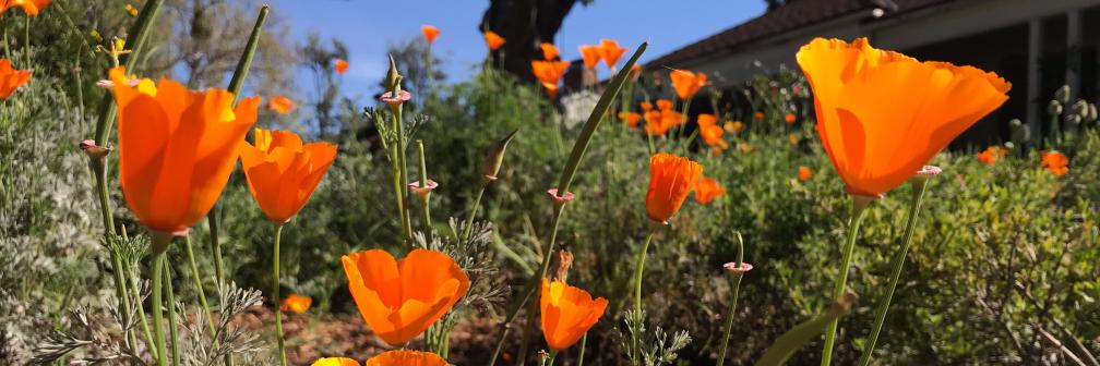 Rain Breaw, CPWA banner