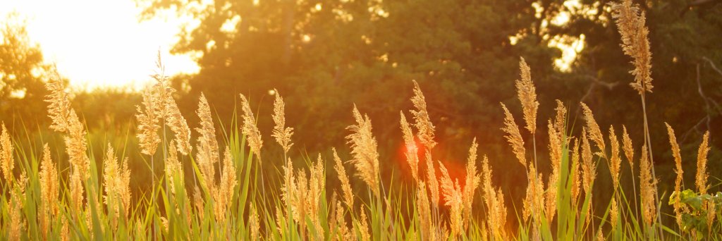 Hay Fever Relief App banner