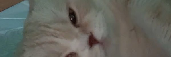 annnty0 Profile Banner