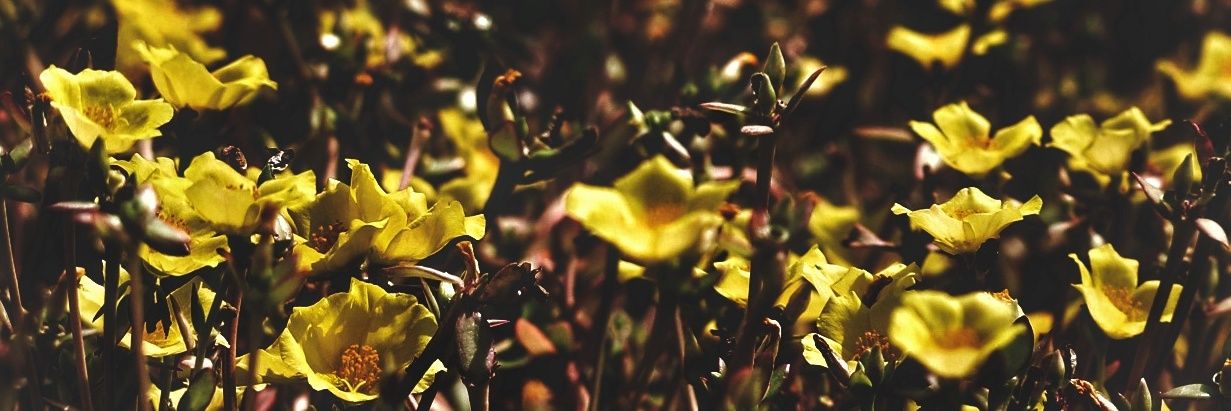 Sharath Chandra banner