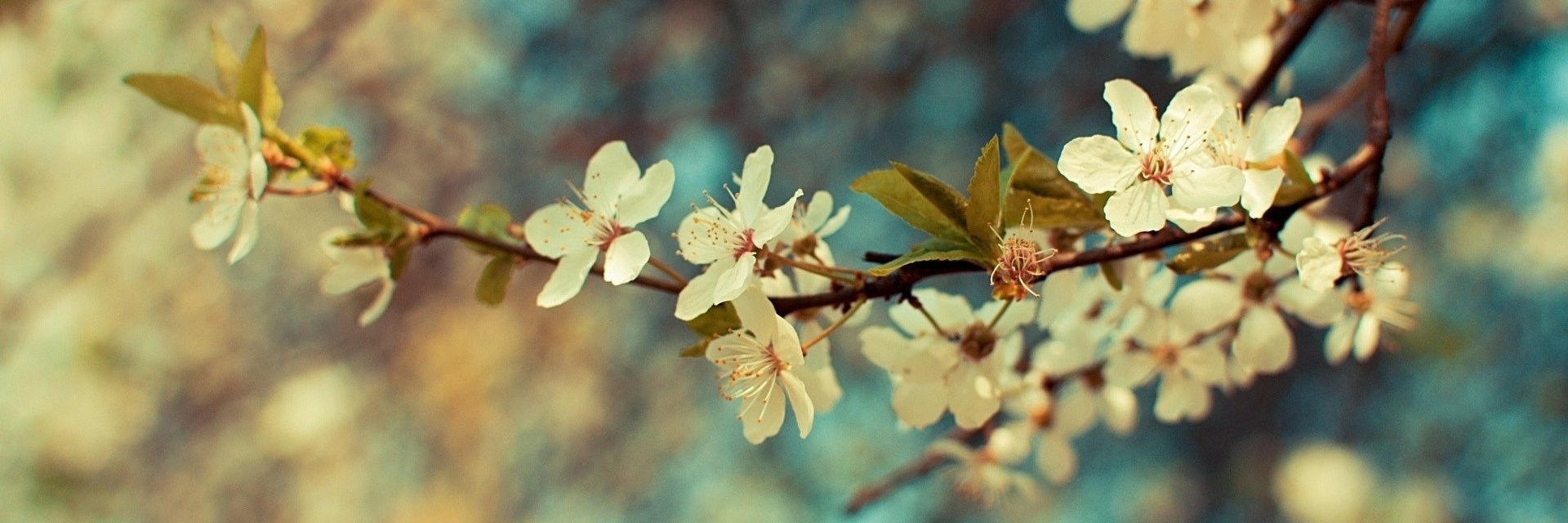 StephanieShier's profile banner image