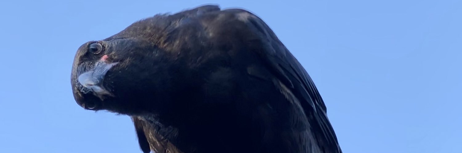 emdebee's profile banner image