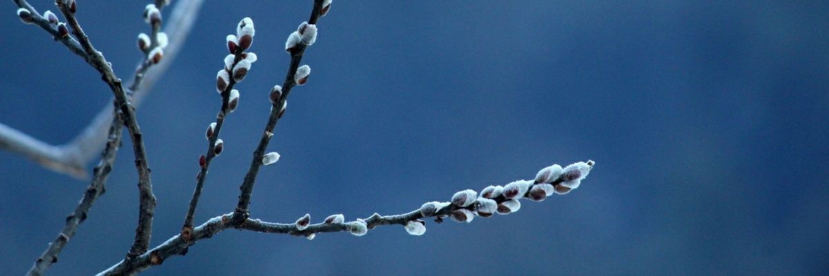 mittallicca's profile banner image
