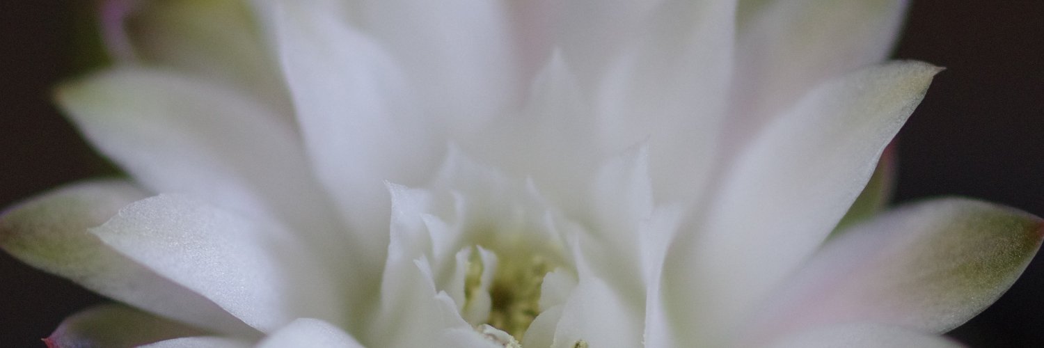 widevision2's profile banner image