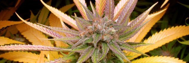 420mogul's profile banner image
