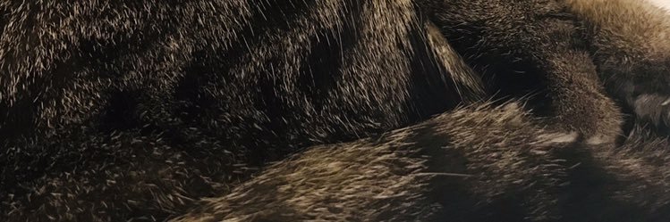 _RedFi's profile banner image