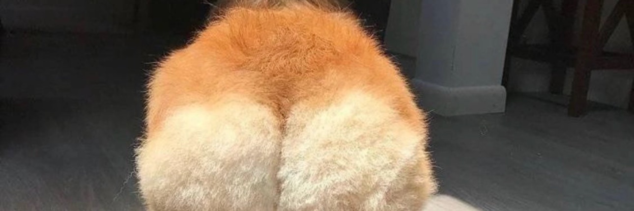 madcorgiverse's profile banner image