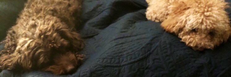 David Waldstein banner