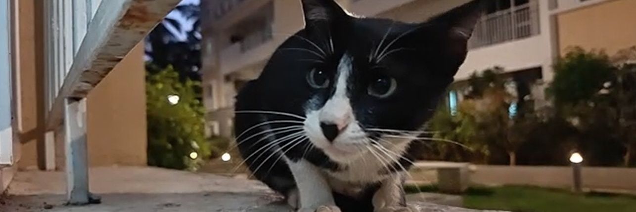 Vidya Nagaraj banner