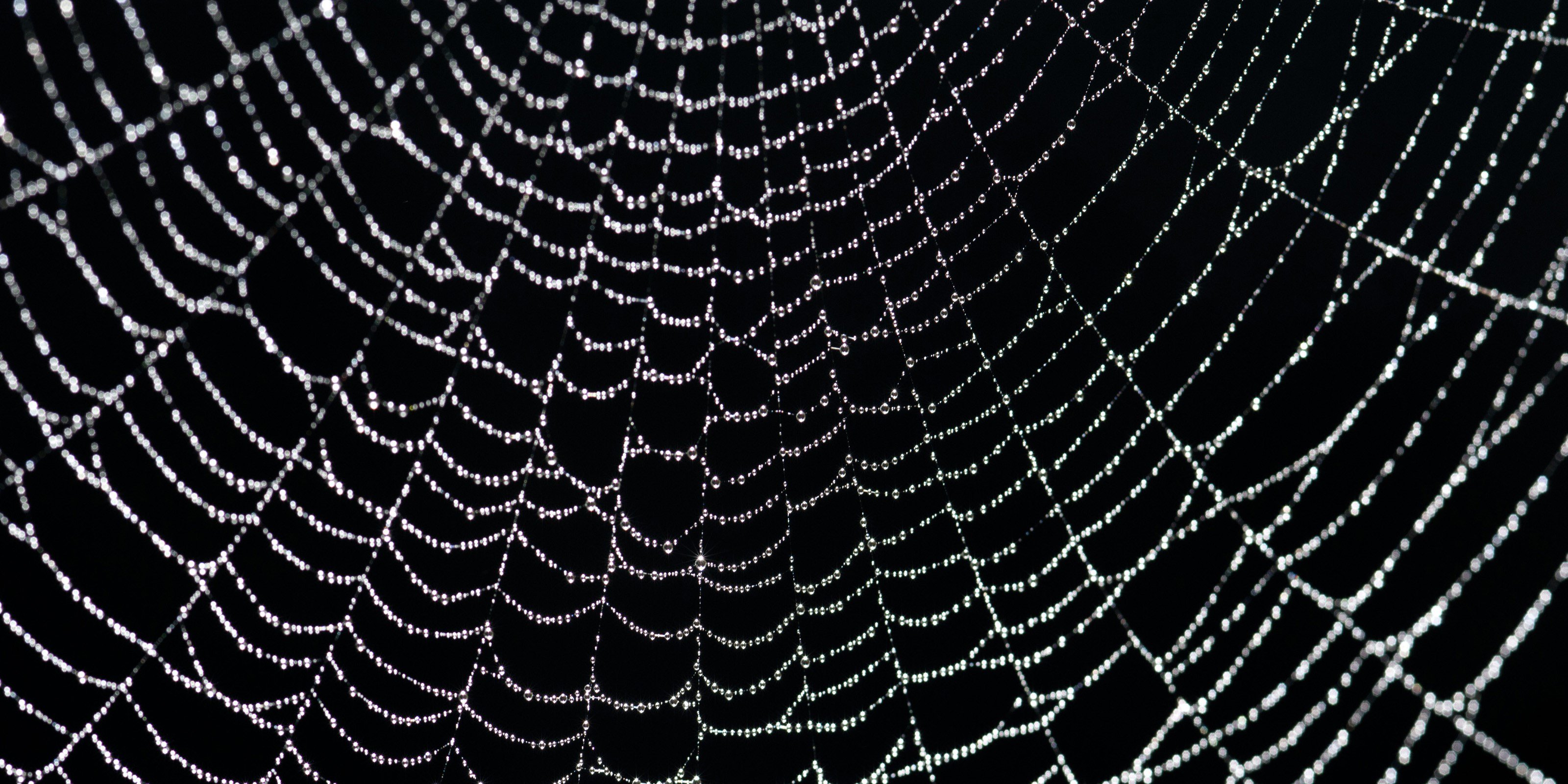 LittleSirMuffet's profile banner image