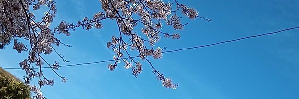 trika Profile Banner