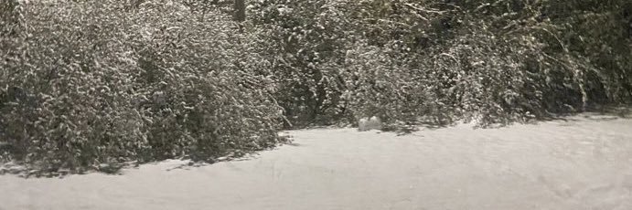 arcticwolf02's profile banner image