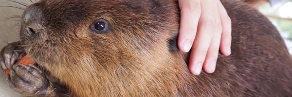 Kezzism Profile Banner