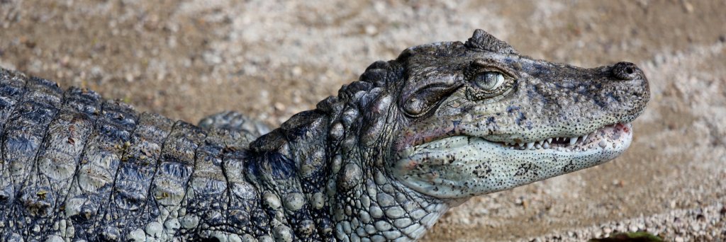 AlligatorCon Europe banner