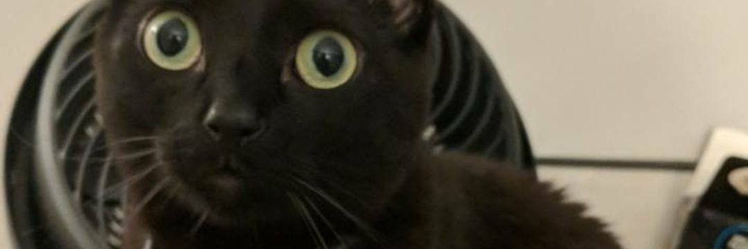 hannahseoh's profile banner image