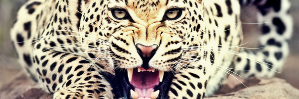 ItsGilCohen Profile Banner