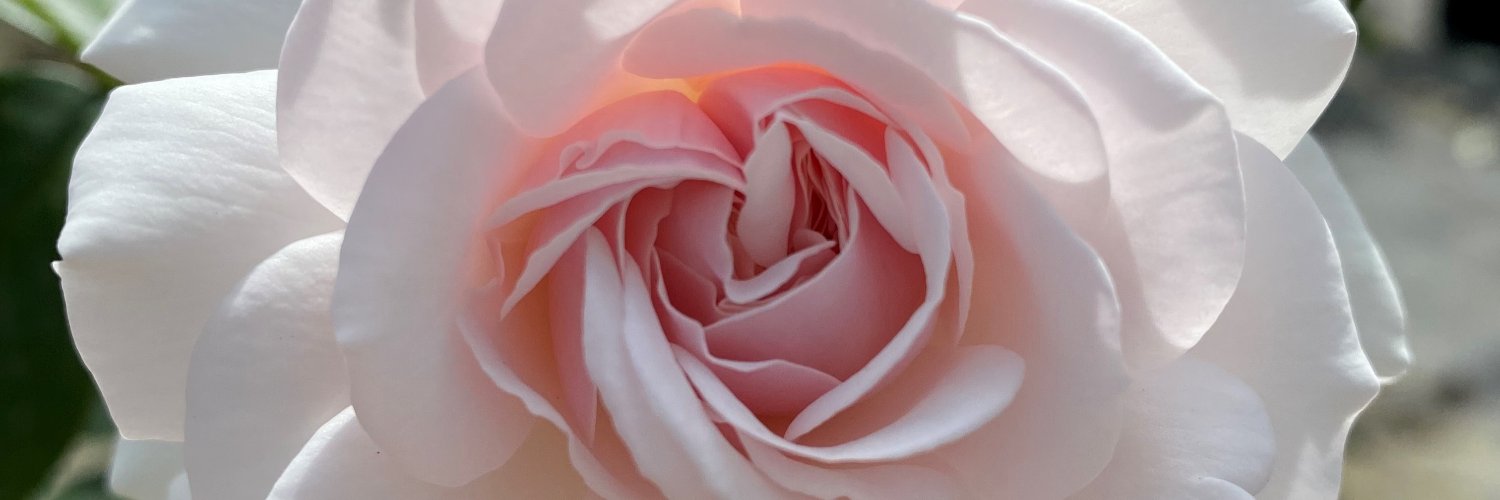 MRFWM13's profile banner image
