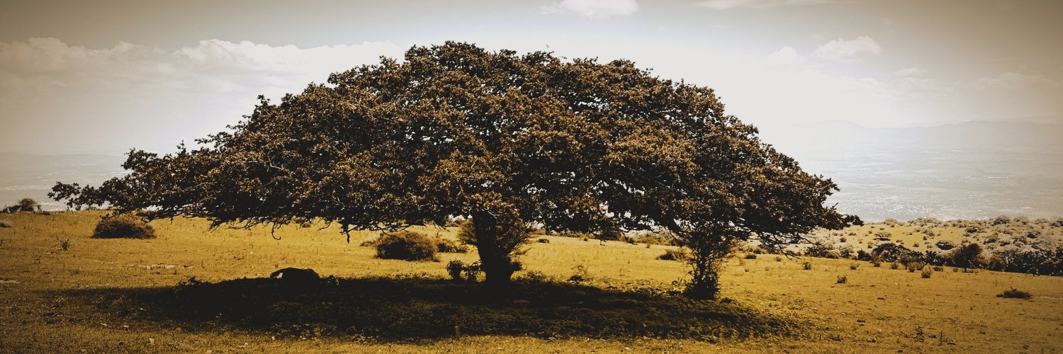 alanisE's profile banner image