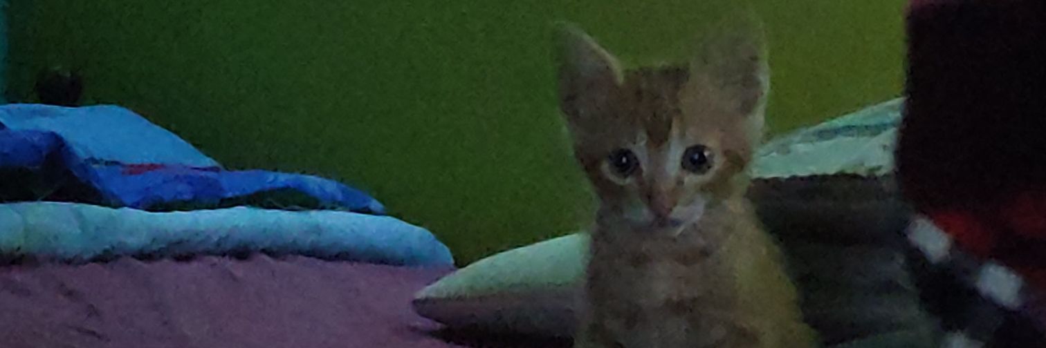 zezdu_98's profile banner image
