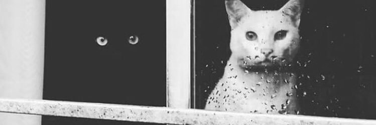 catictac's profile banner image