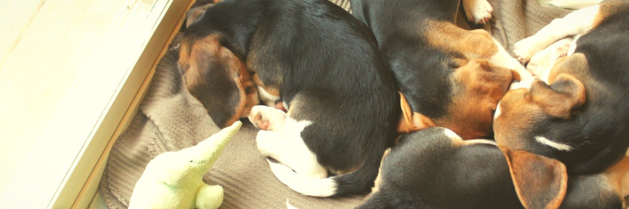 Beagle Facts banner