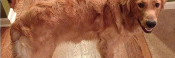 TMDenker Profile Banner