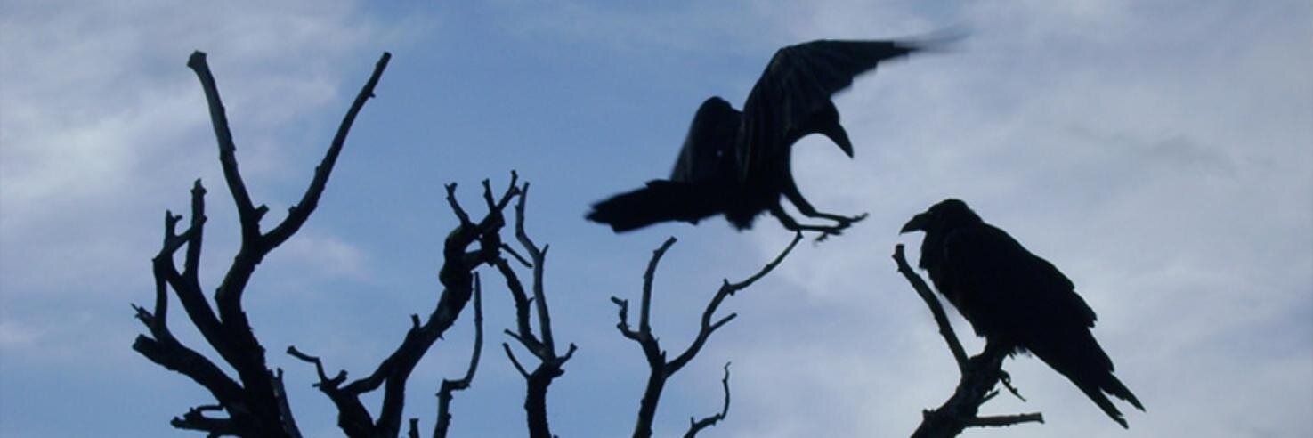 Windpath's profile banner image