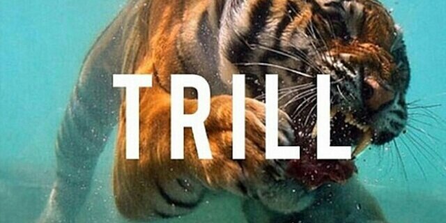 Stephaan Reese YCSWU banner