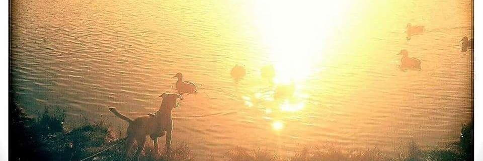 DarleneHumby's profile banner image