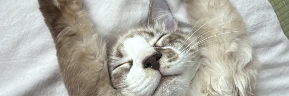 andrealee00's profile banner image