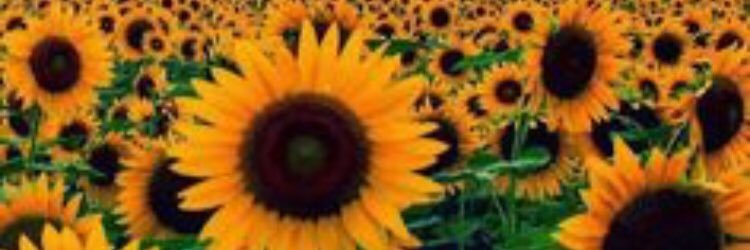 EmmilySchaefer's profile banner image
