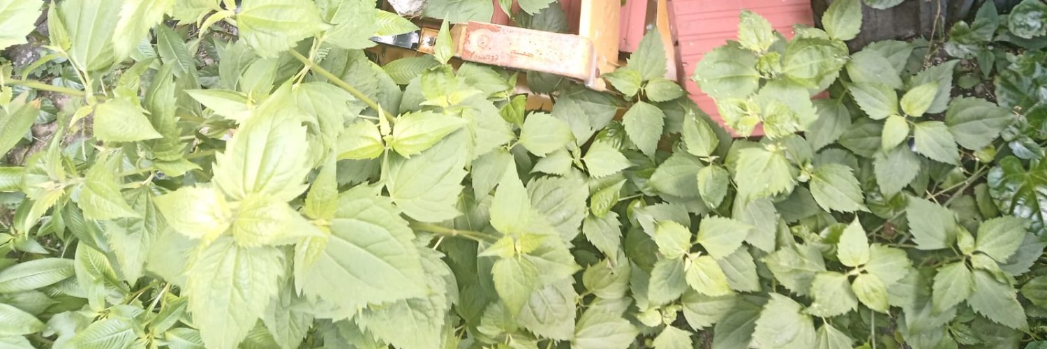 ngleiby's profile banner image