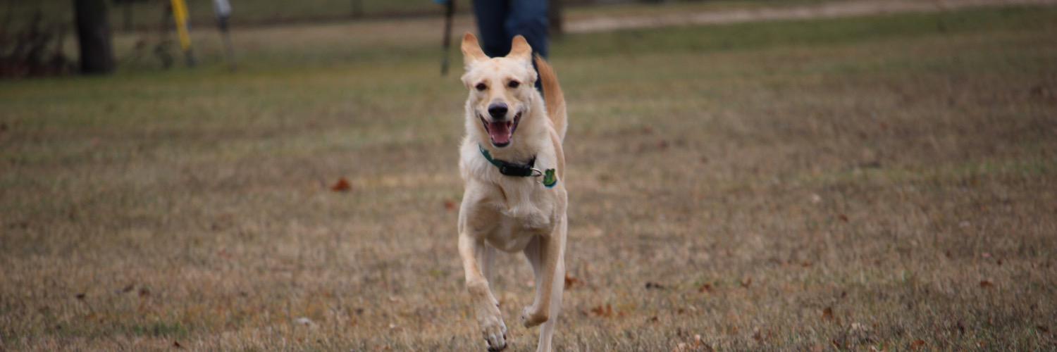 Melissa Carruth banner