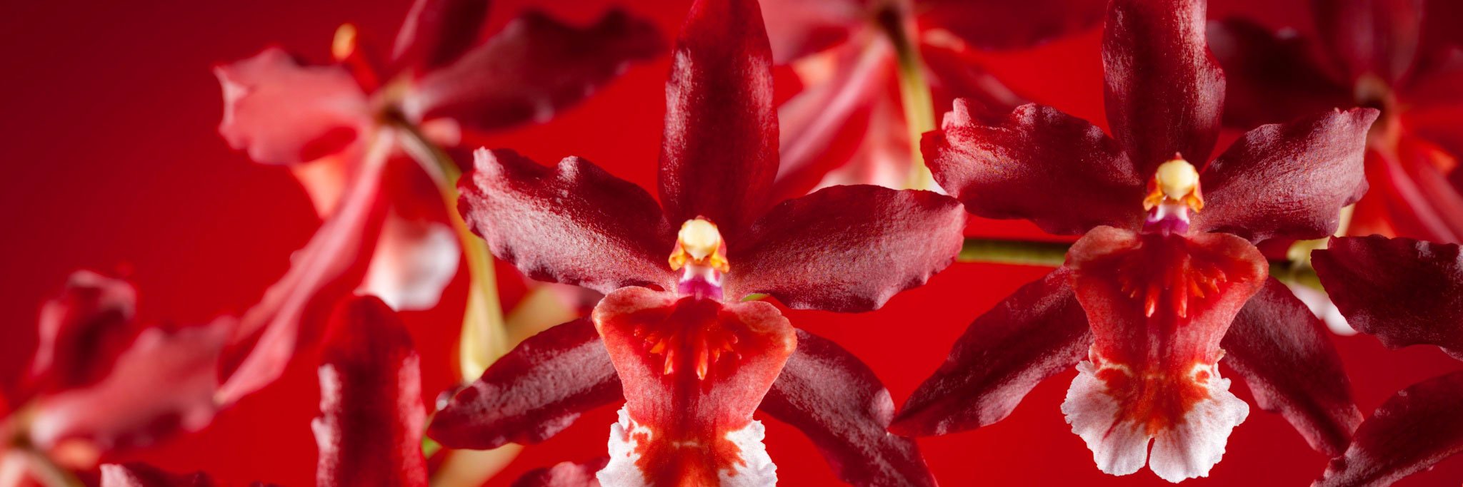 ms. basya gnyschevich banner