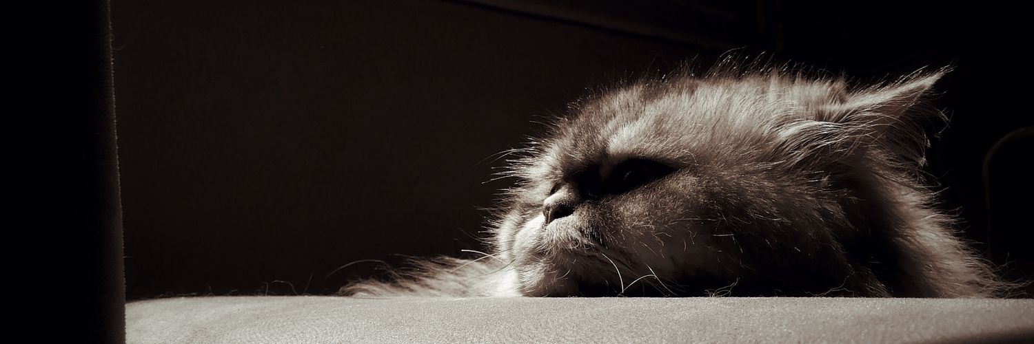 hamixmo's profile banner image