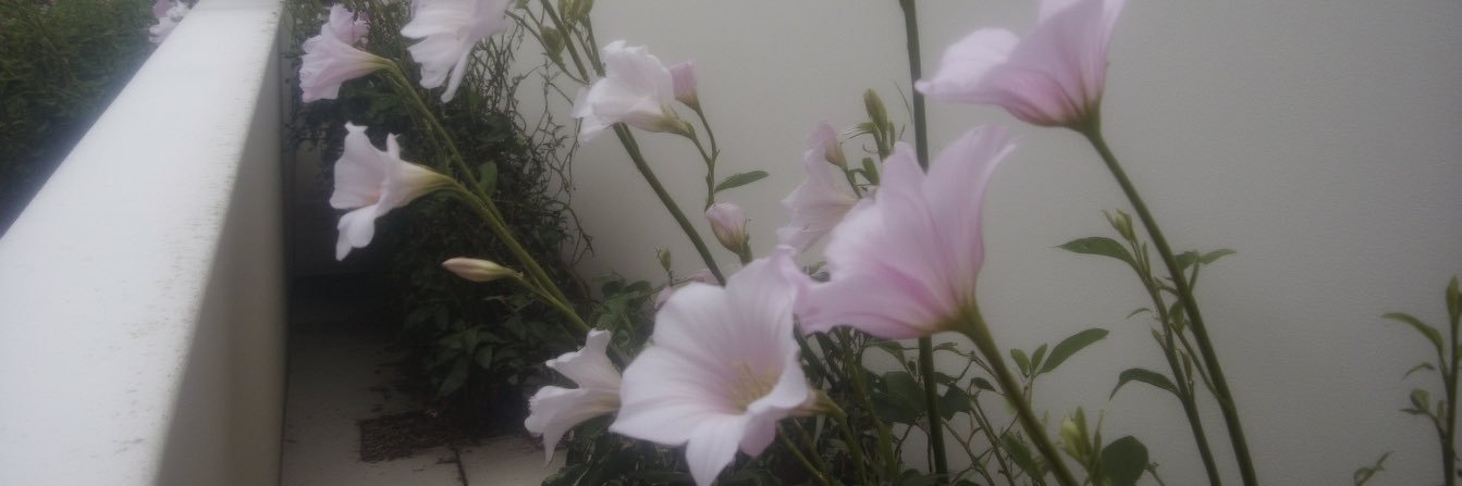 anillodehada's profile banner image