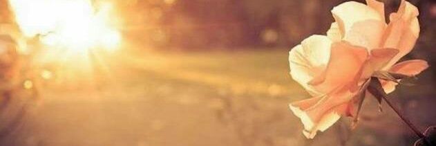 linne_m's profile banner image