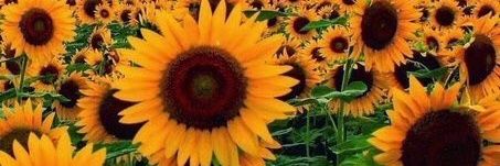 StephiiGc's profile banner image